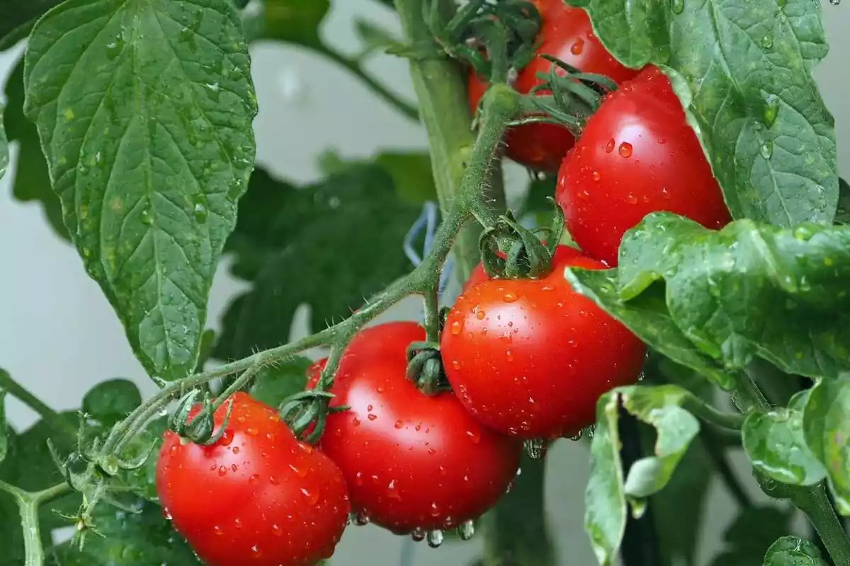 tomates frescs en la planta