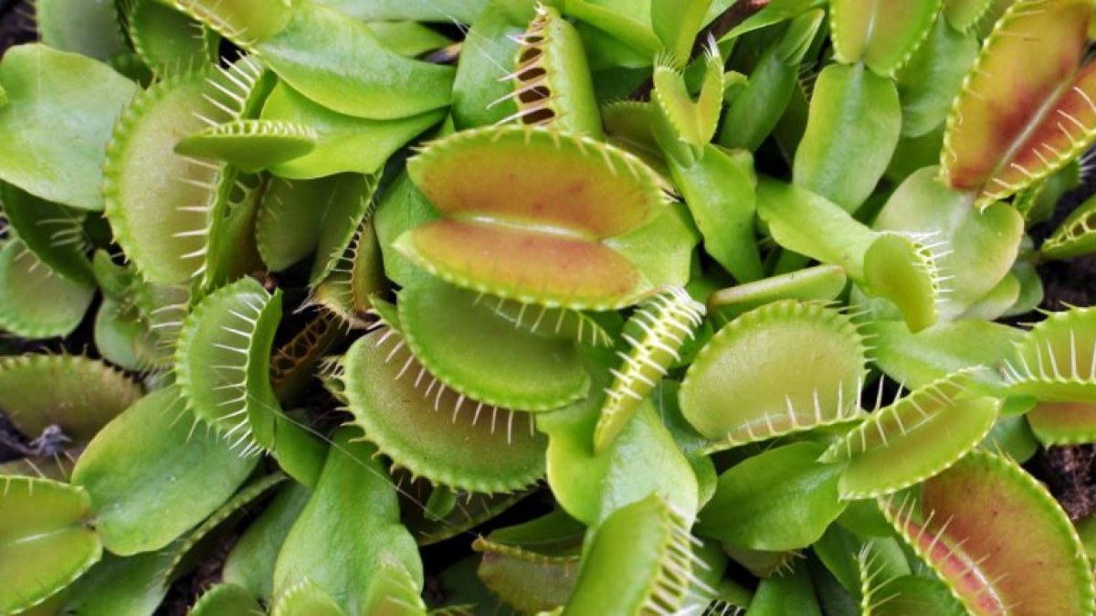 7 Carnivorous Plants: Care, Types And Traits