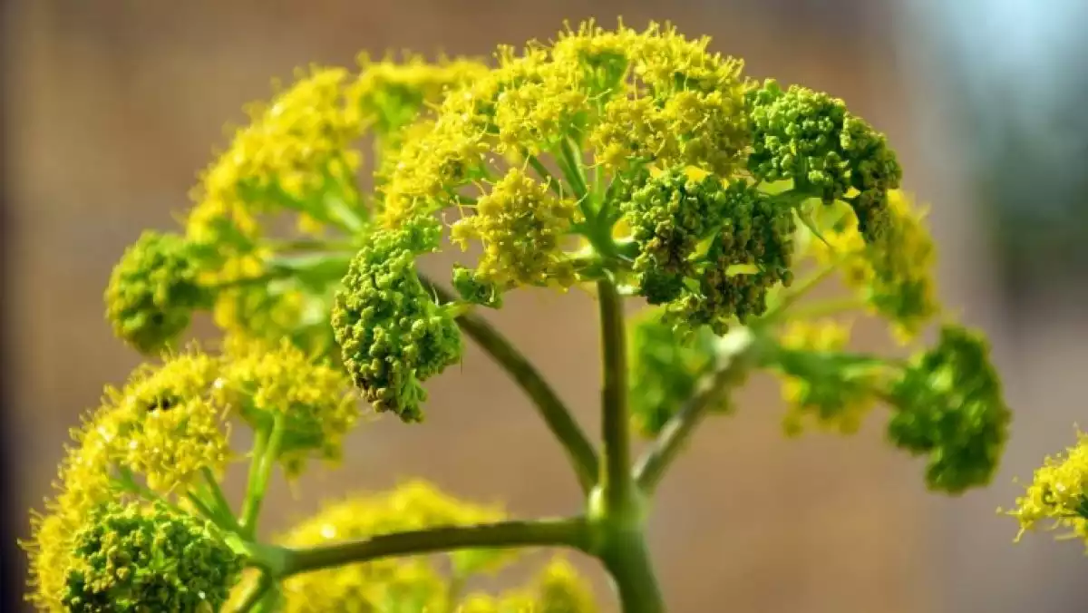 Fennel (Foeniculum vulgare) is a flowering plant species in the carrot family.