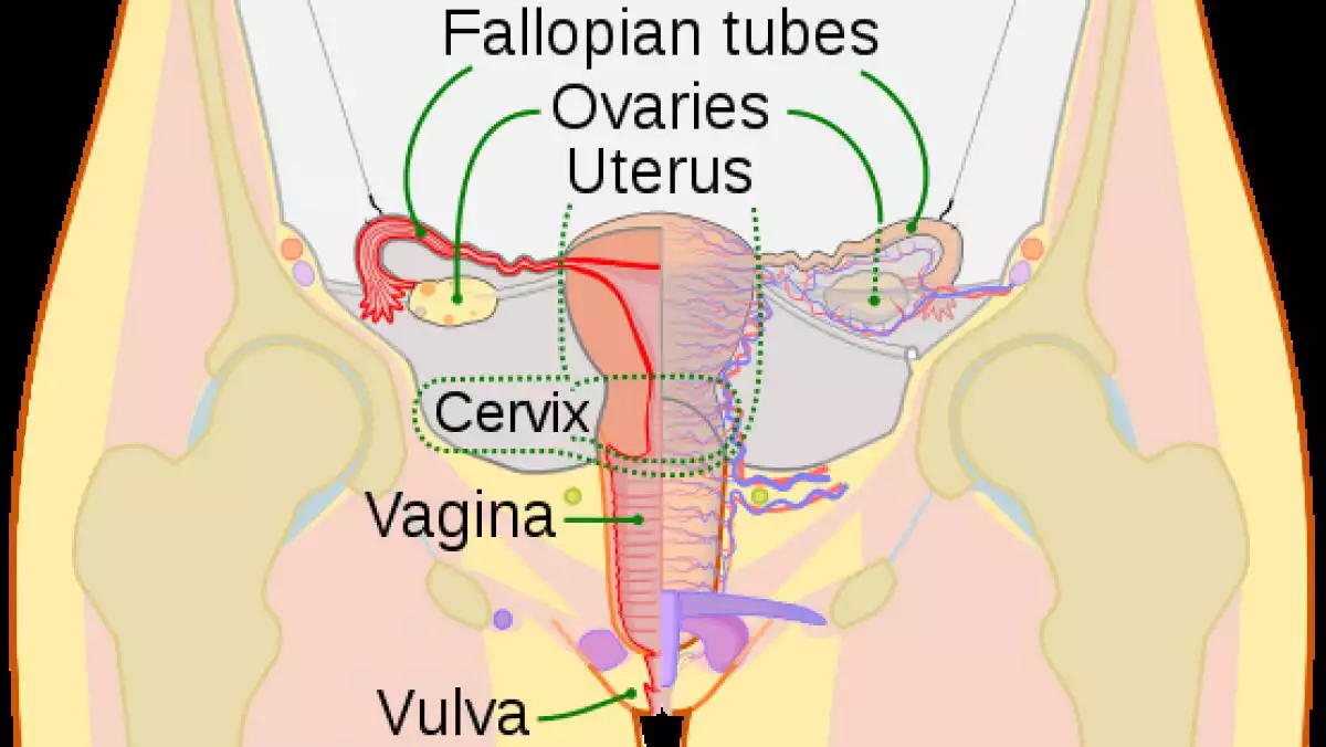 Parts of the vagina