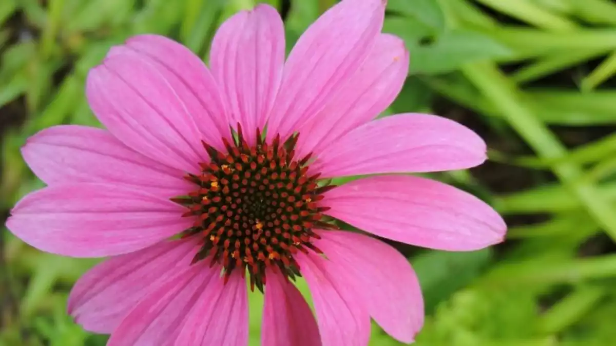 The echinacea is used as a natural remedy.