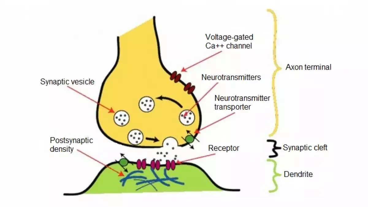 Parts of a neurotransmitter