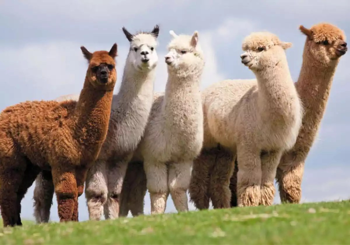 5 alpacas