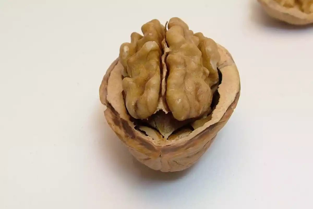 An open nut with a brain form on a table