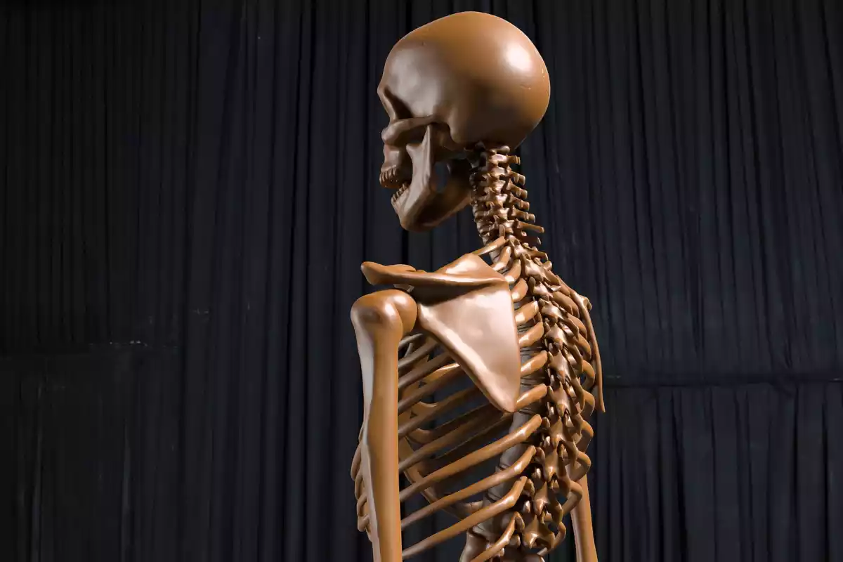A human skeleton pictured from the backside