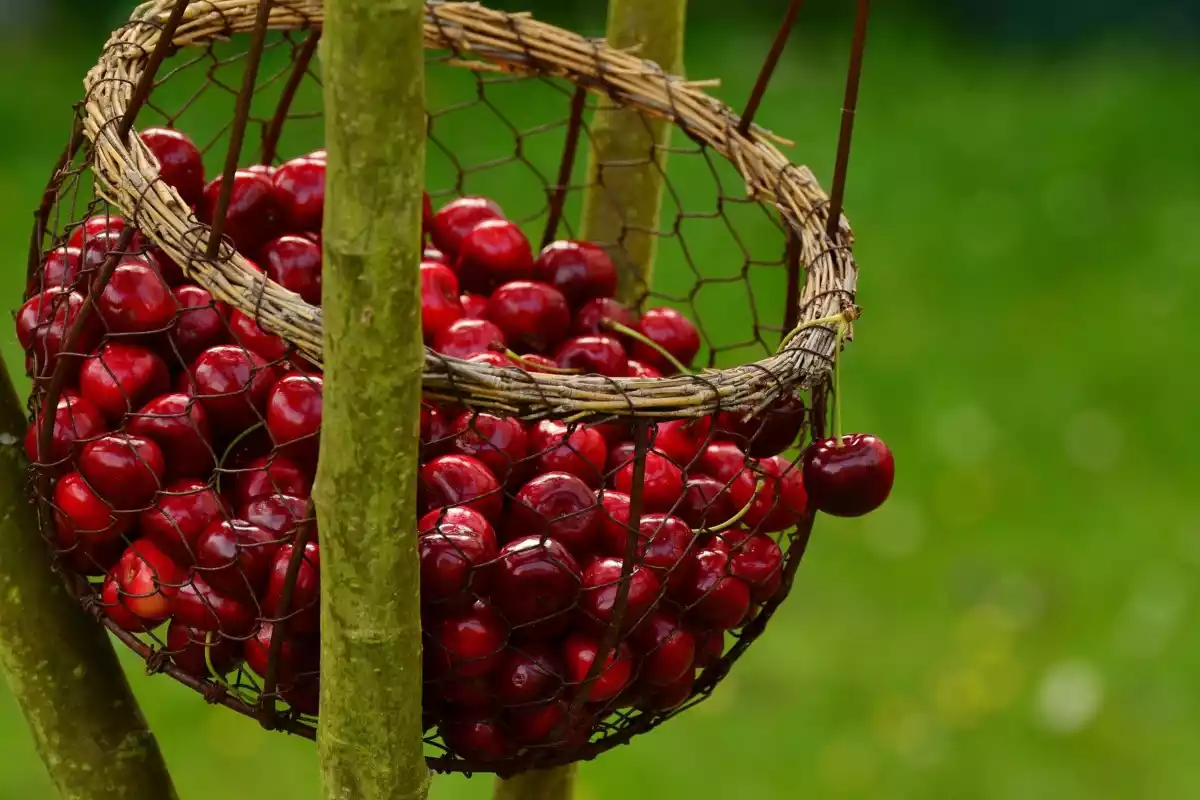 Red colored cherries in a fantastic green garden